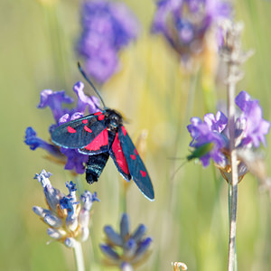 Zygaena filipendulae (Zygaenidae)  - Zygène du Pied-de-Poule, Zygène des Lotiers, Zygène de la Filipendule - Six-spot Burnet Sobrarbe [Espagne] 30/06/2015 - 1090mExemplaire ? 5 points?