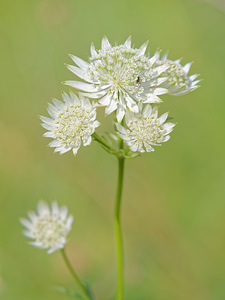 Astrantia major Grande astrance, Astrance élevée, Grande radiaire Astrantia