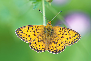 Brenthis ino (Nymphalidae)  - Nacré de la Sanguisorbe Hautes-Pyrenees [France] 03/07/2015 - 1500m