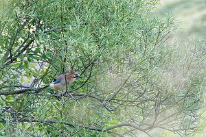 Garrulus glandarius (Corvidae)  - Geai des chênes - Eurasian Jay Hautes-Pyrenees [France] 02/07/2015 - 1520m