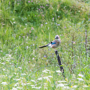 Garrulus glandarius (Corvidae)  - Geai des chênes - Eurasian Jay Hautes-Pyrenees [France] 02/07/2015 - 1520m