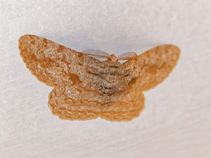 Hypomecis roboraria (Geometridae)  - Boarmie du Chêne - Great Oak Beauty Hautes-Pyrenees [France] 02/07/2015 - 1050m