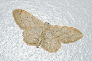 Idaea aversata (Geometridae)  - Impolie, l'Acidalie détournée - Riband Wave Hautes-Pyrenees [France] 03/07/2015 - 1050mforme remutata