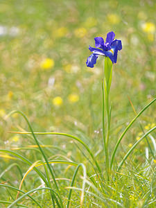 Iris latifolia (Iridaceae)  - Iris à feuilles larges, Iris xiphioïde - English Iris Hautes-Pyrenees [France] 02/07/2015 - 1730m