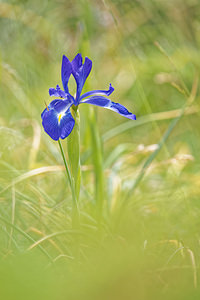 Iris latifolia (Iridaceae)  - Iris à feuilles larges, Iris xiphioïde - English Iris Hautes-Pyrenees [France] 02/07/2015 - 1720m