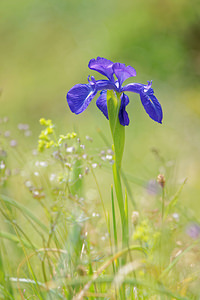 Iris latifolia (Iridaceae)  - Iris à feuilles larges, Iris xiphioïde - English Iris Hautes-Pyrenees [France] 02/07/2015 - 1720m