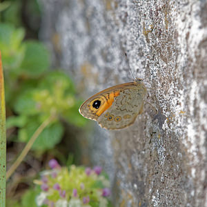 Lasiommata maera (Nymphalidae)  - Némusien, Satyre - Large Wall Hautes-Pyrenees [France] 03/07/2015 - 1420m