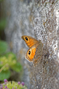 Lasiommata maera (Nymphalidae)  - Némusien, Satyre - Large Wall Hautes-Pyrenees [France] 03/07/2015 - 1420m