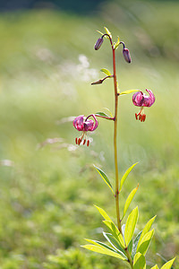 Lilium martagon Lis martagon, Lis de Catherine Martagon Lily