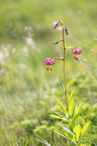 Lilium martagon (Liliaceae)  - Lis martagon, Lis de Catherine - Martagon Lily Hautes-Pyrenees [France] 02/07/2015 - 1660m