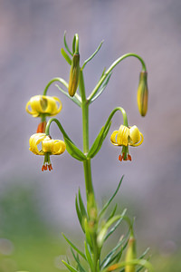 Lilium pyrenaicum (Liliaceae)  - Lis des Pyrénées - Pyrenean Lily Hautes-Pyrenees [France] 02/07/2015 - 1720m