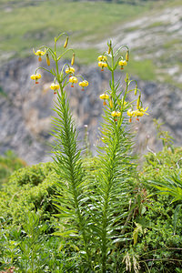 Lilium pyrenaicum (Liliaceae)  - Lis des Pyrénées - Pyrenean Lily Hautes-Pyrenees [France] 02/07/2015 - 1720m