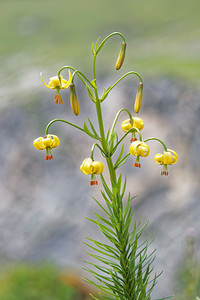 Lilium pyrenaicum Lis des Pyrénées Pyrenean Lily