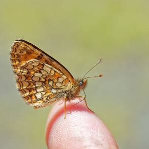 Melitaea diamina (Nymphalidae)  - Mélitée noirâtre, Damier noir, Argynne dictynne Hautes-Pyrenees [France] 01/07/2015 - 1300m