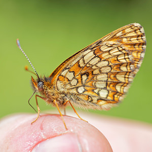 Melitaea diamina (Nymphalidae)  - Mélitée noirâtre, Damier noir, Argynne dictynne Hautes-Pyrenees [France] 01/07/2015 - 1300m