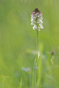 Neotinea ustulata (Orchidaceae)  - Néotinée brûlée, Orchis brûlé - Burnt Orchid Hautes-Pyrenees [France] 03/07/2015 - 1480m