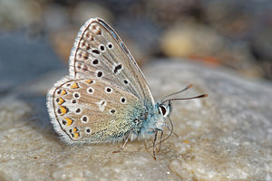 Polyommatus eros (Lycaenidae)  - Azuré de l'Oxytropide, Azuré d'Éros, Argus bleu acier Hautes-Pyrenees [France] 01/07/2015 - 1520m