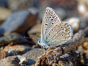 Polyommatus eros (Lycaenidae)  - Azuré de l'Oxytropide, Azuré d'Éros, Argus bleu acier Hautes-Pyrenees [France] 01/07/2015 - 1520m