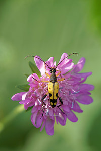 Rutpela maculata (Cerambycidae)  - Lepture tachetée, Lepture cycliste Hautes-Pyrenees [France] 03/07/2015 - 1460m