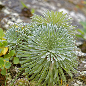 Saxifraga longifolia (Saxifragaceae)  - Saxifrage à feuilles longues, Saxifrage à longues feuilles Hautes-Pyrenees [France] 02/07/2015 - 1700m