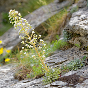 Saxifraga longifolia (Saxifragaceae)  - Saxifrage à feuilles longues, Saxifrage à longues feuilles Hautes-Pyrenees [France] 02/07/2015 - 1730m