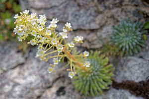Saxifraga longifolia (Saxifragaceae)  - Saxifrage à feuilles longues, Saxifrage à longues feuilles Hautes-Pyrenees [France] 02/07/2015 - 1720m