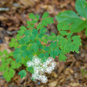 Thalictrum aquilegiifolium (Ranunculaceae)  - Pigamon à feuilles d'ancolie, Colombine plumeuse - French Meadow-rue Hautes-Pyrenees [France] 01/07/2015 - 1300m