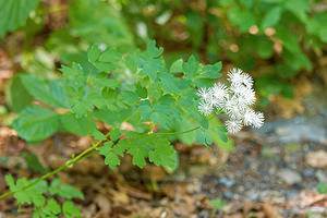 Thalictrum aquilegiifolium (Ranunculaceae)  - Pigamon à feuilles d'ancolie, Colombine plumeuse - French Meadow-rue Hautes-Pyrenees [France] 01/07/2015 - 1300m