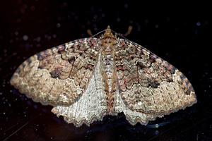 Triphosa dubitata (Geometridae)  - Incertaine, Dent-de-Scie, Douteuse - Tissue Hautes-Pyrenees [France] 02/07/2015 - 1050m