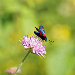 Zygaena lonicerae (Zygaenidae)  - Zygène des bois, Zygène du Trèfle-de-montagne - Narrow-bordered Five-spot Burnet Hautes-Pyrenees [France] 03/07/2015 - 1430m