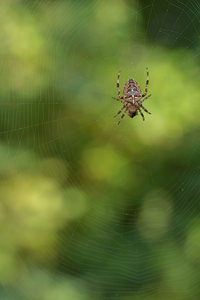 Araneus diadematus (Araneidae)  - Épeire diadème - Garden Spider Nord [France] 30/08/2015 - 40m