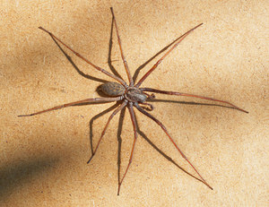 Eratigena atrica (Agelenidae)  - Tégénaire des maisons - House Spider Nord [France] 22/08/2015 - 40m