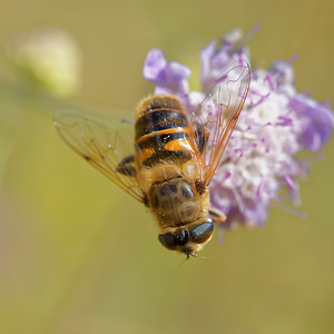 Eristalis tenax (Syrphidae)  - Eristale gluante, Mouche pourceau Ardennes [France] 16/08/2015 - 160m