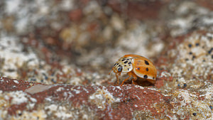 Harmonia quadripunctata (Coccinellidae)  - Coccinelle à quatre points - Four-spot Ladybird [Harmonia quadripunctata] Meuse [France] 15/08/2015 - 340m