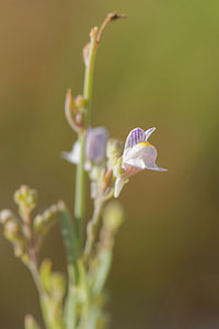 Linaria repens (Plantaginaceae)  - Linaire rampante - Pale Toadflax Meuse [France] 14/08/2015 - 340m