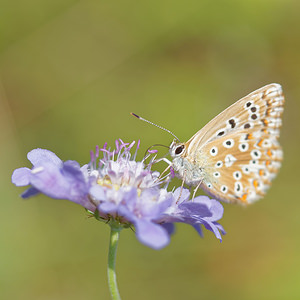Lysandra coridon (Lycaenidae)  - Argus bleu-nacré - Chalk-hill Blue Ardennes [France] 16/08/2015 - 160m