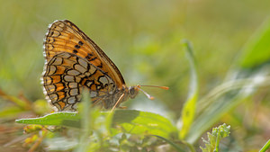 Melitaea parthenoides (Nymphalidae)  - Mélitée de la Lancéole, Mélitée des Scabieuses, Damier Parthénie Ardennes [France] 16/08/2015 - 160m