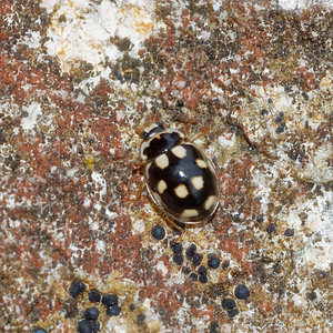 Propylea quatuordecimpunctata Coccinelle à damier, Coccinelle à 14 points, Coccinelle à sourire