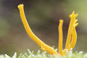 Calocera viscosa (Dacrymycetaceae)  - Calocère visqueuse - Yellow Stagshorn Ardennes [France] 24/10/2015 - 470m