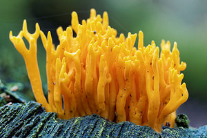 Calocera viscosa (Dacrymycetaceae)  - Calocère visqueuse - Yellow Stagshorn Ardennes [France] 24/10/2015 - 470m