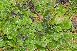 Pellia epiphylla (Pelliaceae)  - Overleaf Pellia Ardennes [France] 25/10/2015 - 330m