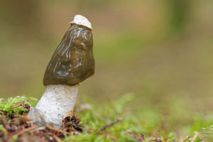 Phallus impudicus (Phallaceae)  - Satyre puant, Phallus impudique, Morille du diable - Stinkhorn  [France] 24/10/2015 - 430m