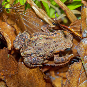 Bufo bufo (Bufonidae)  - Crapaud commun - Common Toad Haute-Marne [France] 19/11/2015 - 150m