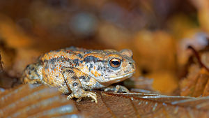 Bufo bufo (Bufonidae)  - Crapaud commun - Common Toad Haute-Marne [France] 19/11/2015 - 150m