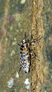 Erannis defoliaria (Geometridae)  - Hibernie défeuillante - Mottled Umber Haute-Marne [France] 19/11/2015 - 150m