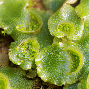 Lunularia cruciata (Lunulariaceae)  - Crescent-cup Liverwort Nord [France] 07/11/2015 - 30m