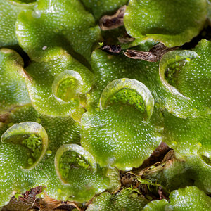 Lunularia cruciata (Lunulariaceae)  - Crescent-cup Liverwort Nord [France] 08/11/2015 - 30m