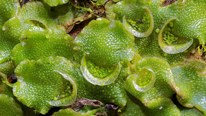 Lunularia cruciata (Lunulariaceae)  - Crescent-cup Liverwort Nord [France] 08/11/2015 - 30m