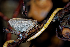 Operophtera brumata (Geometridae)  - Cheimatobie hiémale, Phalène brumeuse - Winter Moth Nord [France] 14/11/2015 - 20m