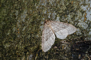 Operophtera brumata (Geometridae)  - Cheimatobie hiémale, Phalène brumeuse - Winter Moth Nord [France] 14/11/2015 - 20m